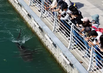 Second rescue fails to free stranded Korean canal shark