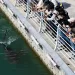 Second rescue fails to free stranded Korean canal shark 2 - Egyptian Gazette Second rescue fails to free stranded Korean canal shark